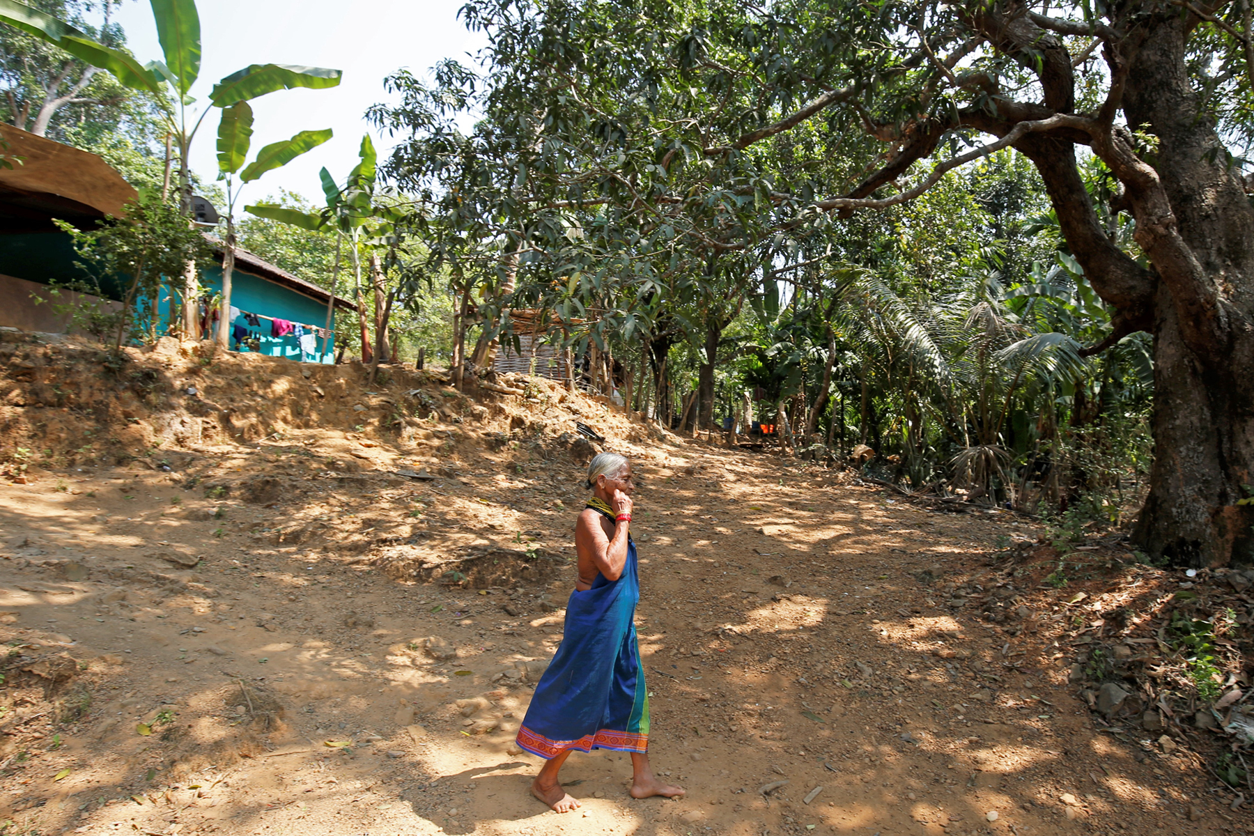 Tulsi Gowda: Barefoot Ecologist Brings Forests to Life | The Beacon Webzine